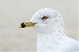 Ring-billed Gull